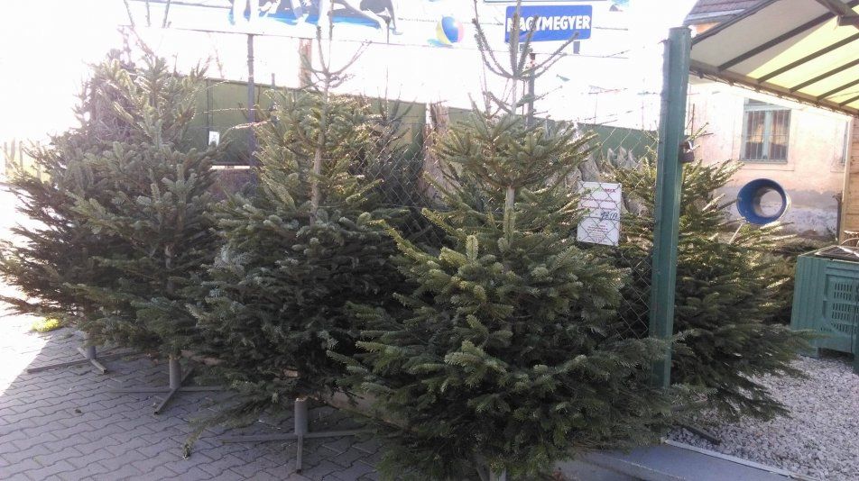 Už si môžete kúpiť svoj vianočný stromček!