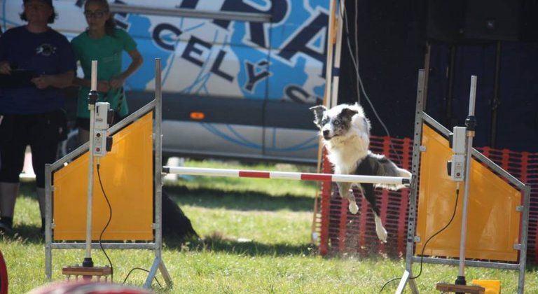 12524159_1105417232842461_1649703981198849904_n