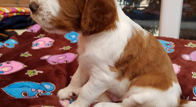 Šteniatko welsh springer spaniela na predaj