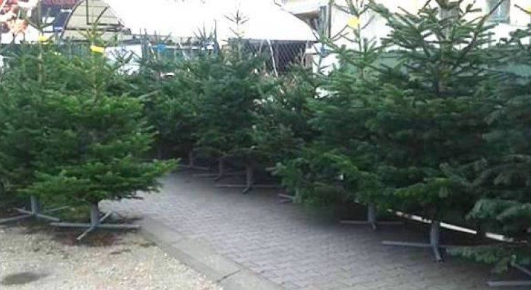 Veľká vianočná súťaž: Vyhrajte vianočný stromček! Veľká vianočná súťaž: Vyhrajte vianočný stromček!