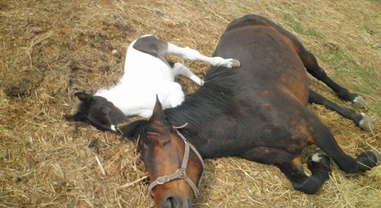 Ranč Black white horse: Pomôžte darčekovou poukážkou chorým deťom