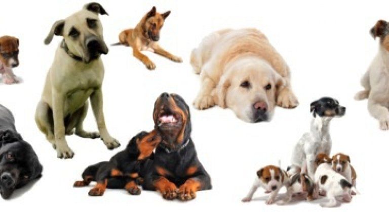 Nyilvánosan elérhető lesz a Somorja területén tartott kutyák jegyzéke