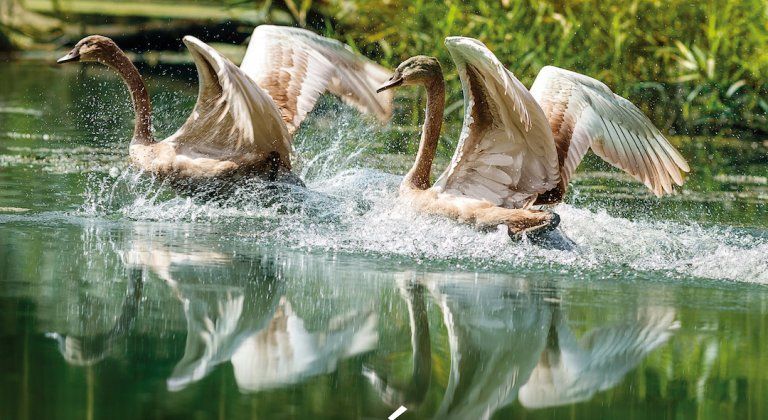 Kukkonia SK 2017 Kukkonia SK 2017