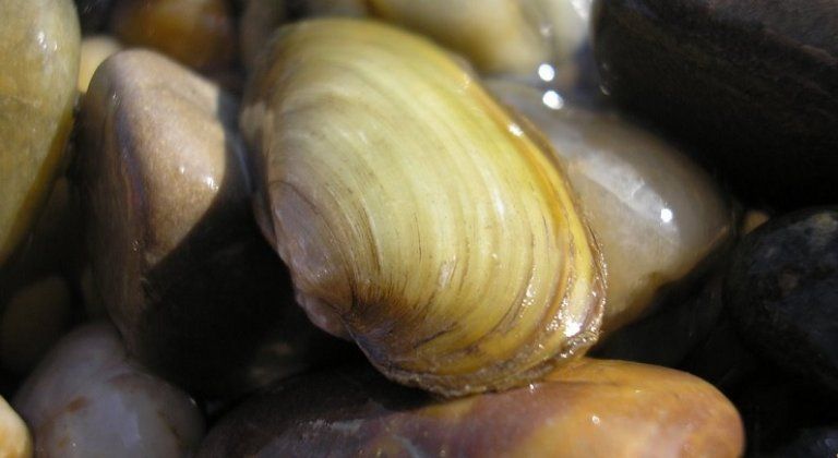 musle_ilus musle_ilus