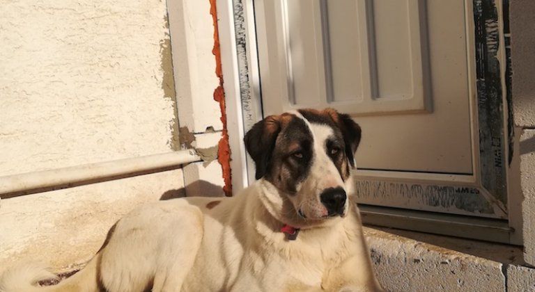 Hľadá sa nový domov pre fenku Karu