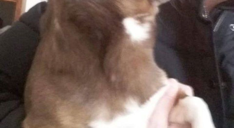 Psík hľadá novú rodinu