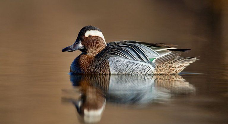 kacica-chrapacka-foto-A-Chudy