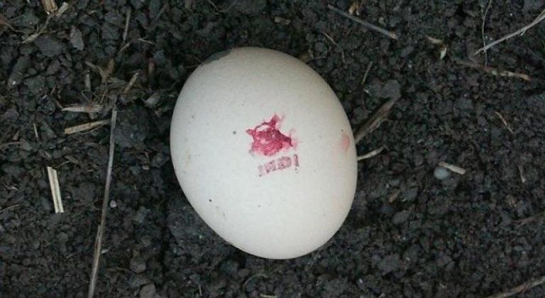 otrávené vajce otrávené vajce