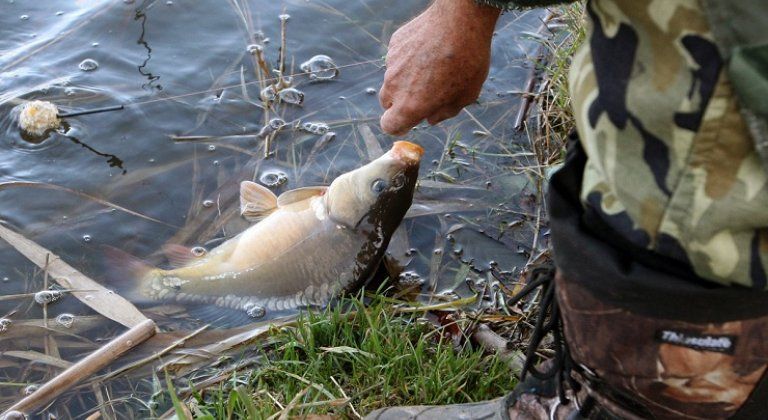 rybar pytliak rybar pytliak