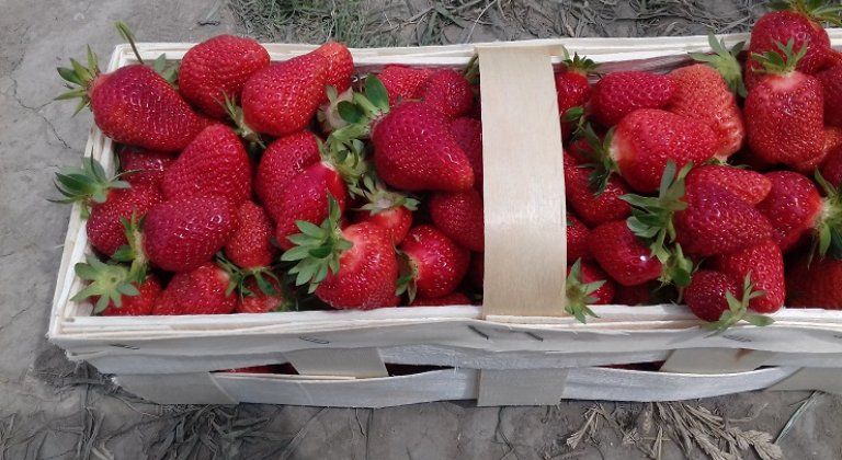 jahody20203 jahody20203