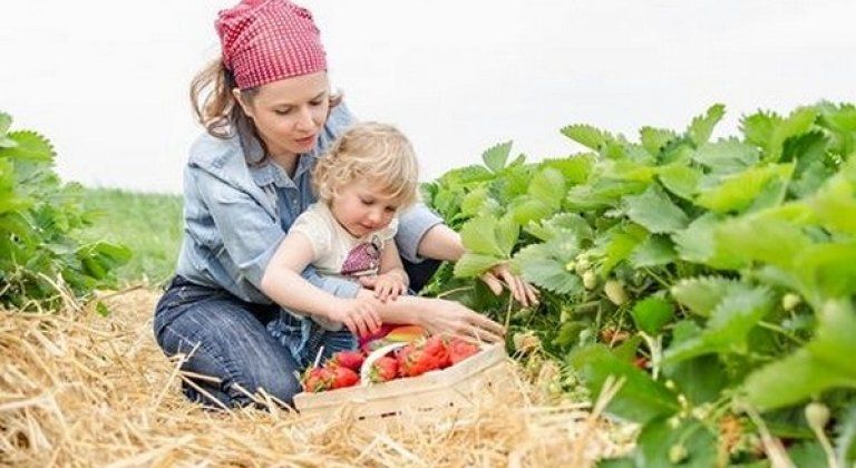 samozber jahody samozber jahody