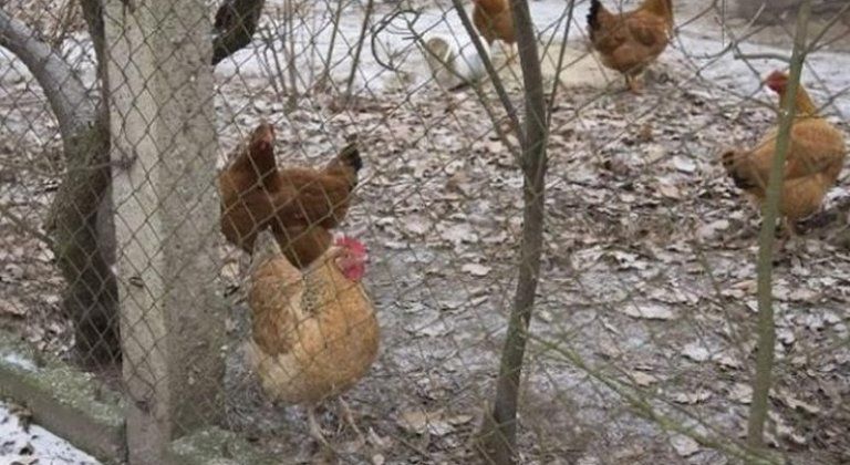 sliepky_hu sliepky_hu