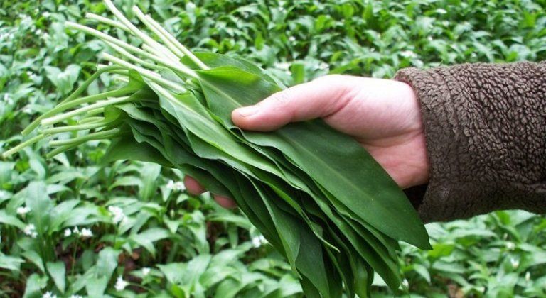 Indul a medvahagyma szezon Indul a medvahagyma szezon