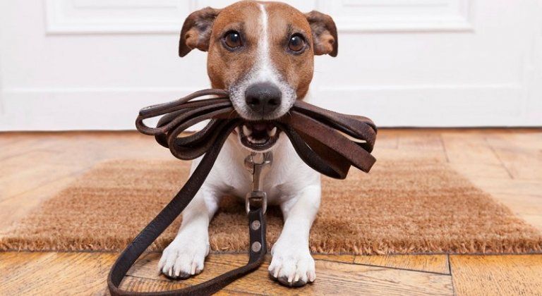 pes voditko pes voditko