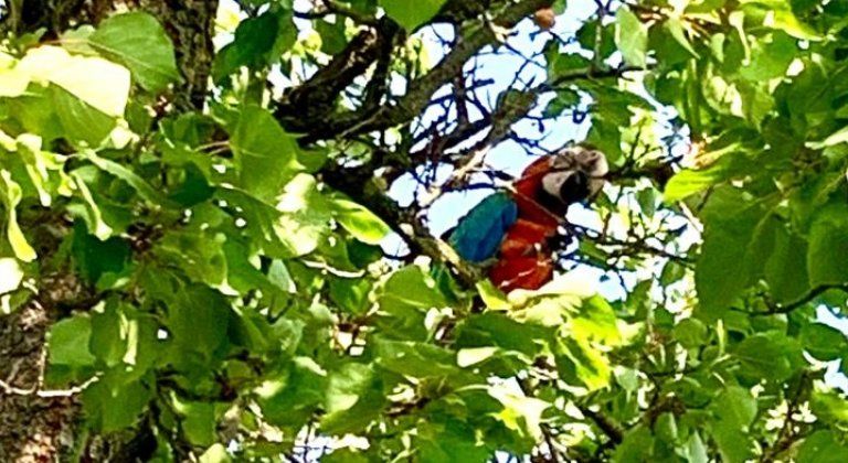 Stratil sa vám papagáj? Je na Hrušovskej ulici Stratil sa vám papagáj? Je na Hrušovskej ulici