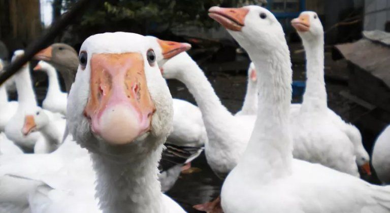 Márton-napi hagyományok: amikor a libasült és az újbor nem hiányozhat az asztalról