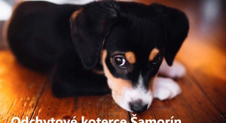 Prinesme spolu pokoj a pohodlie Vianoc aj do šamorínskych kotercov!