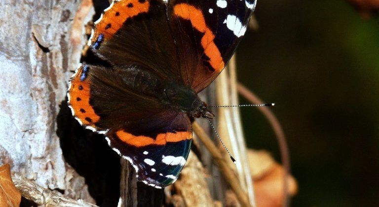 Fotky čitateľa: Motýle v Pomlé (galéria)