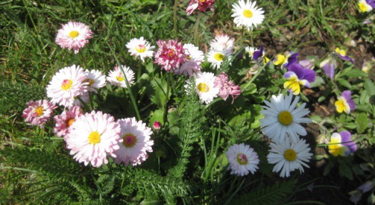 Krásy prírody. Jarné kvitnúce kvety