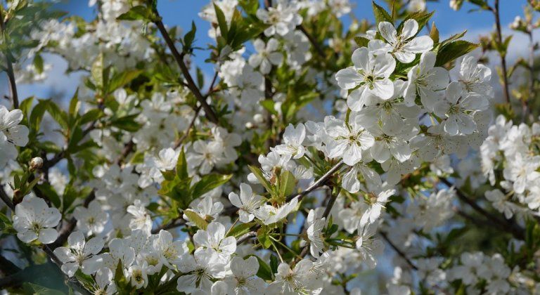 Fotky čitateľa: Slnko a teplo prebúdzajú stromy (galéria)