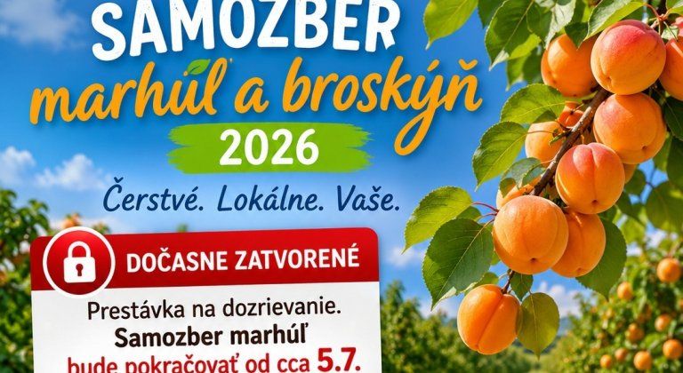 Ovocná sezóna v okolí Šamorína pokračuje. Po čerešniach prídu marhule a broskyne