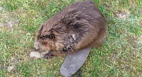 Dohryzený bobor má ešte nádej na život