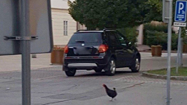 Az olvasó fotója: Nyári séta a városban Az olvasó fotója: Nyári séta a városban