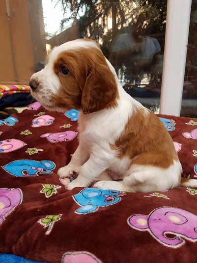Šteniatko welsh springer spaniela na predaj