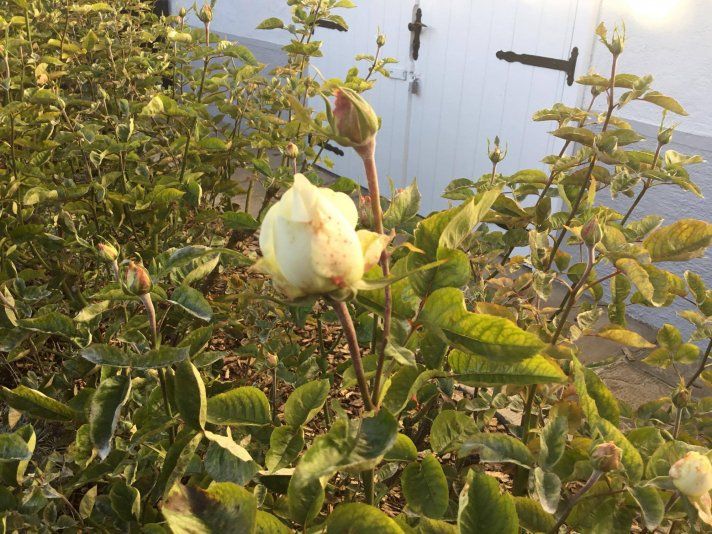 14859398_1141777689191638_1630663059_o 14859398_1141777689191638_1630663059_o