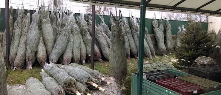 Súťaž o vianočné stromčeky sa skončila, výhercom blahoželáme