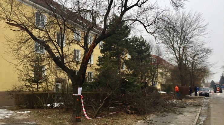 Tip čitateľa: Výrub stromov na Školskej ulici