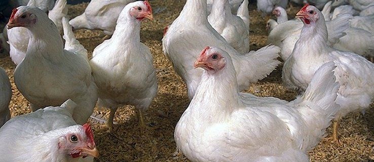 Chovatelia hydiny pozor, v Šamoríne máme vtáčiu chrípku Chovatelia hydiny pozor, v Šamoríne máme vtáčiu chrípku