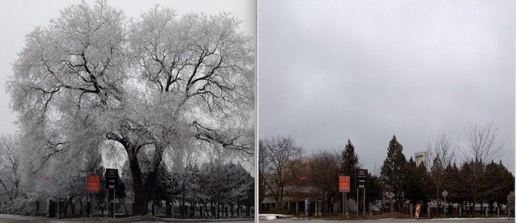 Tip čitateľky: Mesto prišlo o krásny strom