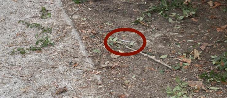 Drogy v meste: Čo s tým budeme robiť?