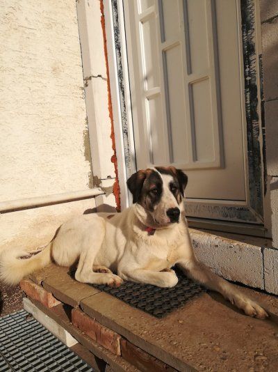 Hľadá sa nový domov pre fenku Karu