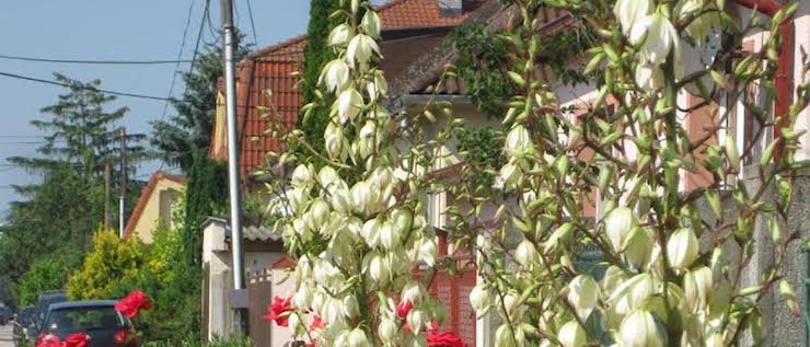 Foto čitateľa: Toto je ozdoba mojej záhrady