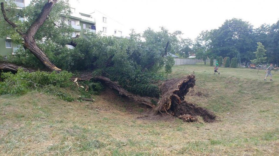 Mesto: Za padnutý strom nemôžeme