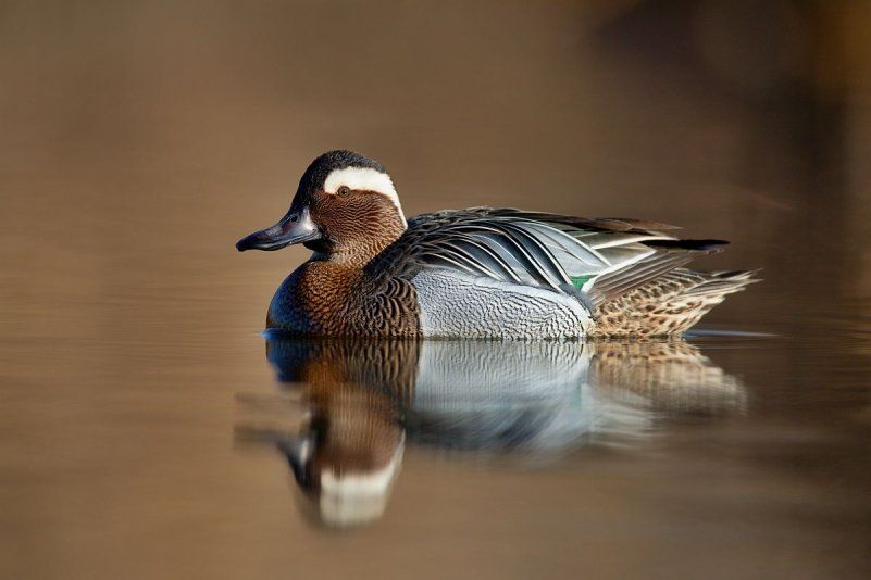 kacica-chrapacka-foto-A-Chudy kacica-chrapacka-foto-A-Chudy