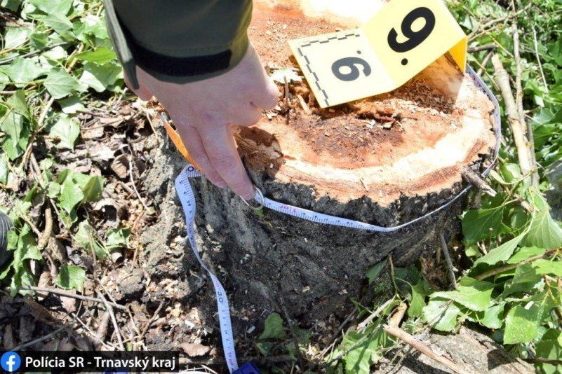 Ismeretlen tettesek 31 fát vágtak ki a vajkai tó mellett
