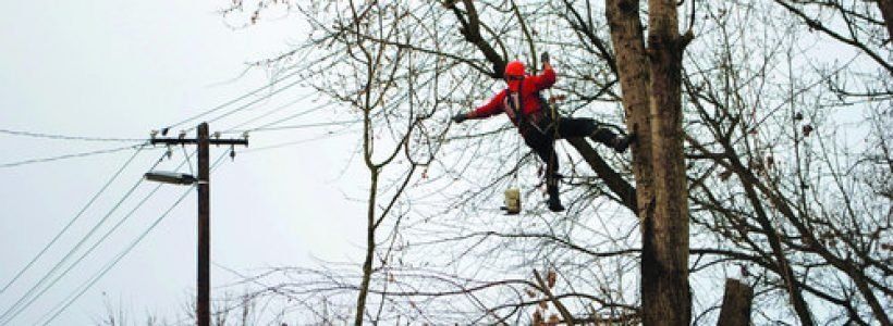 strihanie konárov elektrina