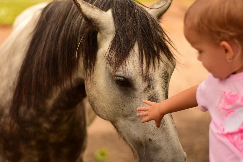 Kontakt s koňmi na podporu duševného zdravia 
