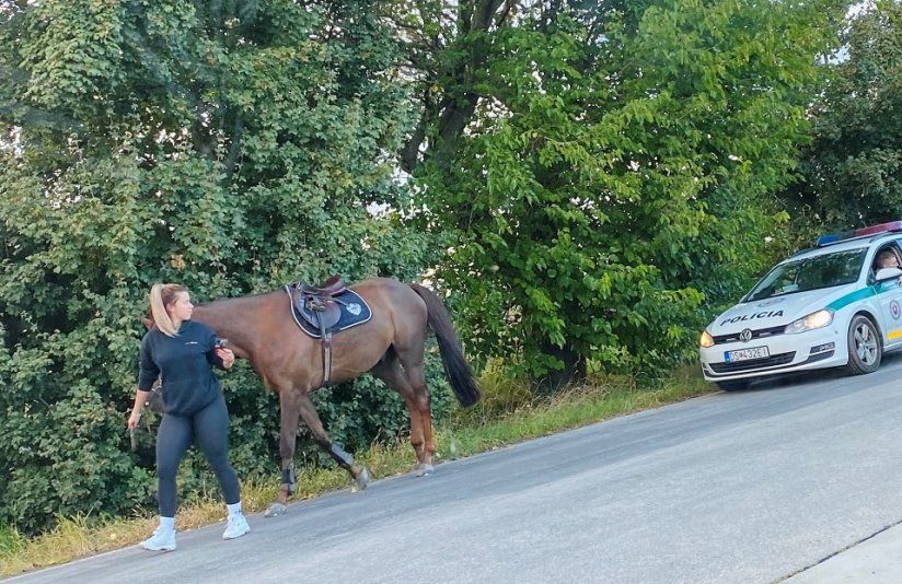 Splašeného koňa pri Šamoríne skrotila šikovná policajtka