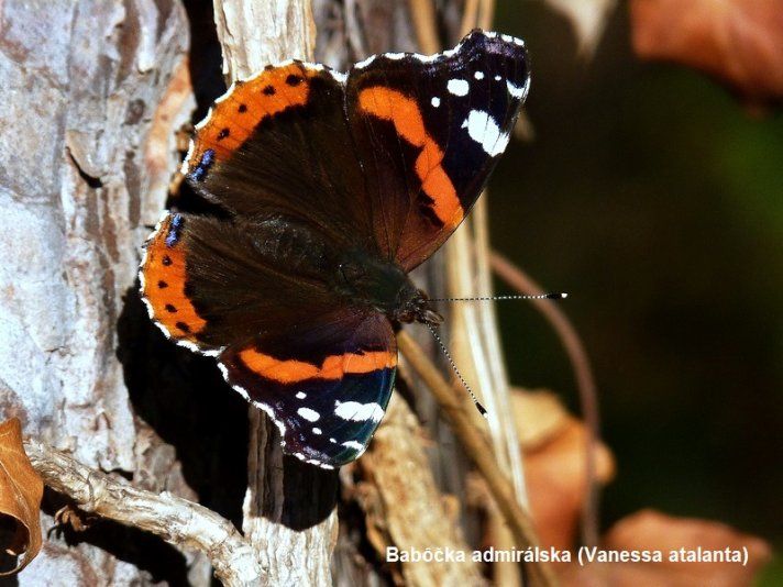 Fotky čitateľa: Motýle v Pomlé (galéria)