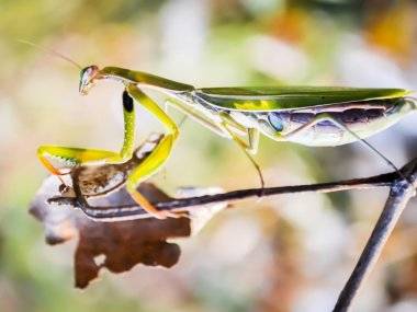 Fényképek Csehországból: Somorja az én szemszögemből Fényképek Csehországból: Somorja az én szemszögemből