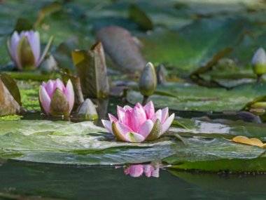 Objavte krásy nášho regiónu: Kukkónia – Žitný ostrov Objavte krásy nášho regiónu: Kukkónia – Žitný ostrov