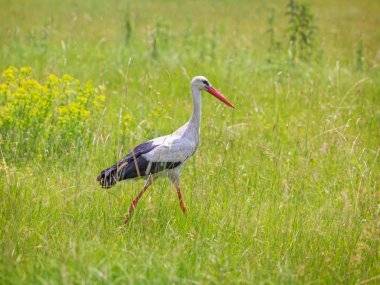 Objavte krásy nášho regiónu: Kukkónia – Žitný ostrov Objavte krásy nášho regiónu: Kukkónia – Žitný ostrov