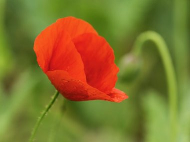 Objavte krásy nášho regiónu: Kukkónia – Žitný ostrov Objavte krásy nášho regiónu: Kukkónia – Žitný ostrov