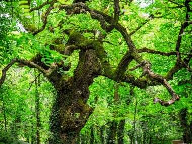 Fényképek Csehországból: Somorja az én szemszögemből Fényképek Csehországból: Somorja az én szemszögemből
