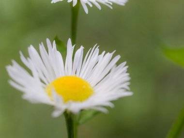 Fényképek Csehországból: Somorja az én szemszögemből Fényképek Csehországból: Somorja az én szemszögemből