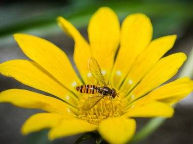Fényképek Csehországból: Somorja az én szemszögemből Fényképek Csehországból: Somorja az én szemszögemből